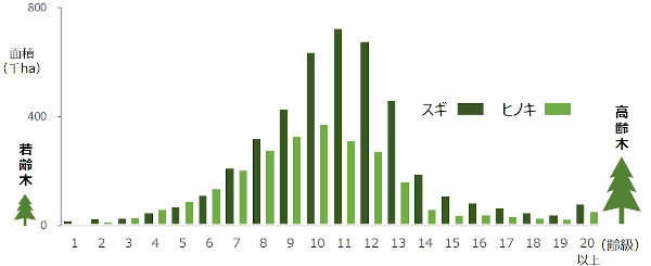 適齢樹齢割合