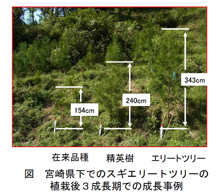 エリートツリーと従来種の成長比較