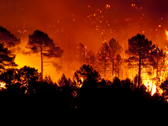 世界における森林破壊・減少の主な原因