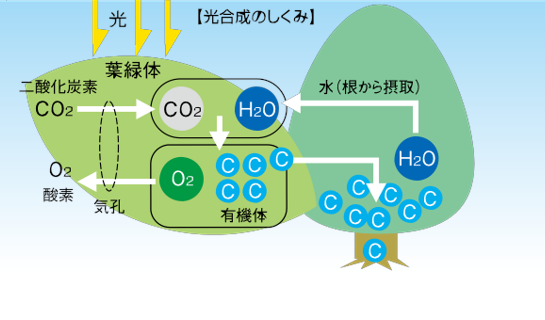 森林が二酸化炭素を減らすメカニズム