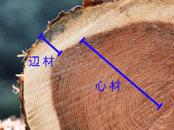 心材と辺材の違い