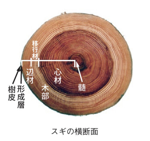 辺材と心材